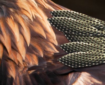 Creation of Metallic Eagle: Step 5